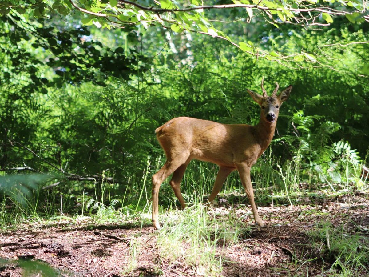 ווימבורן מינסטר Pheasant Lodge מראה חיצוני תמונה